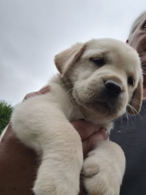 Les chiots de Labrador Retriever