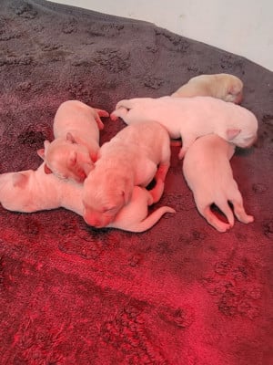 Les chiots de Labrador Retriever