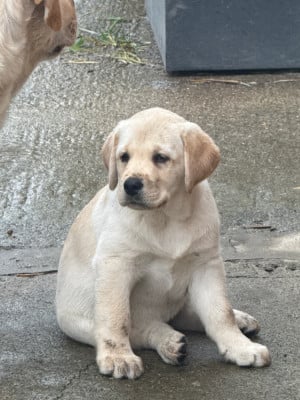 Les chiots de Labrador Retriever