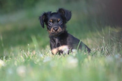 Les chiots de Russkiy Toy (Petit Chien Russe)