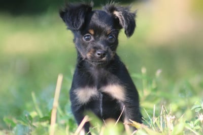 Les chiots de Russkiy Toy (Petit Chien Russe)