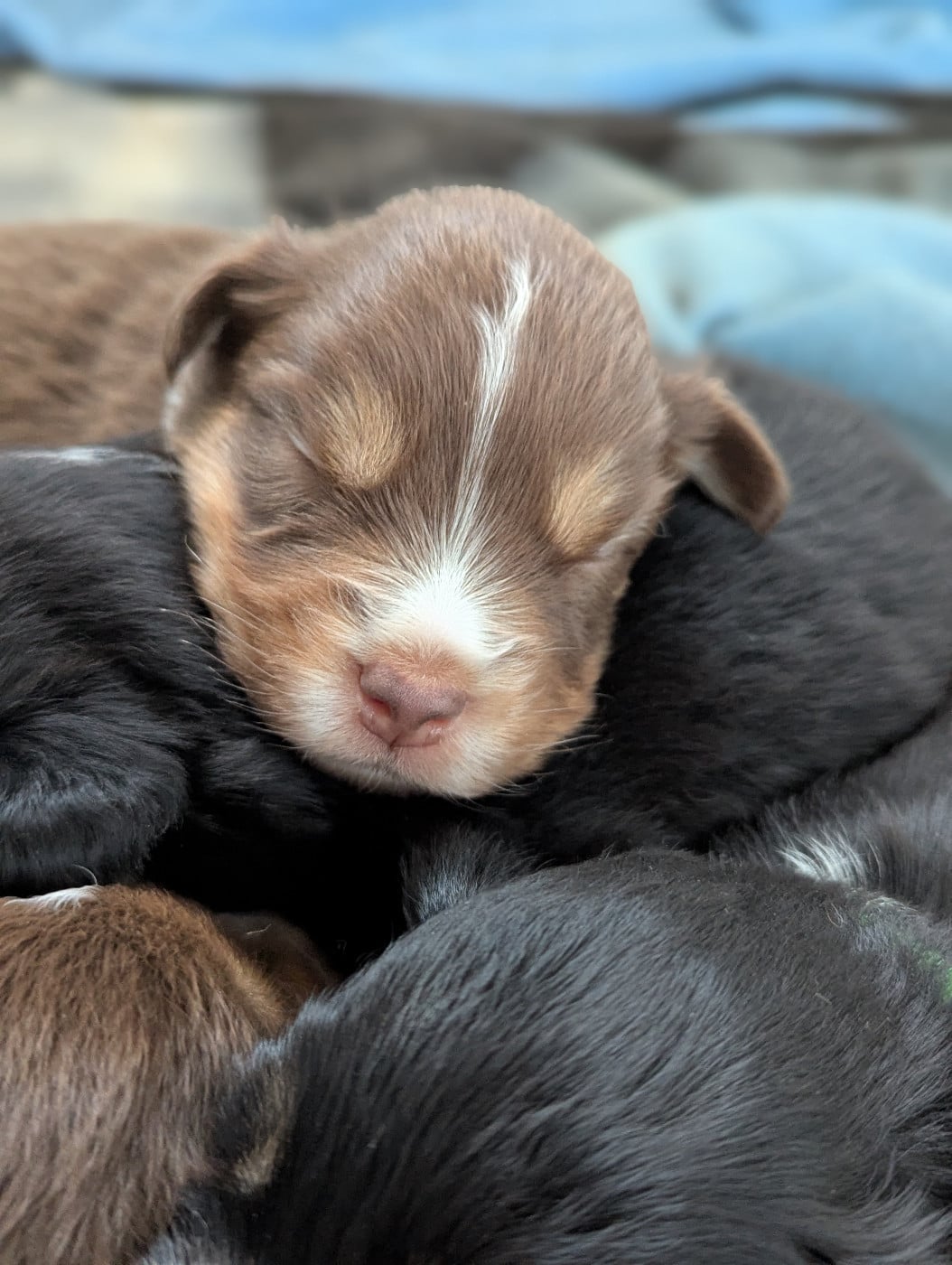 Berger Américain Miniature  - Aux Couleurs De Sépoura