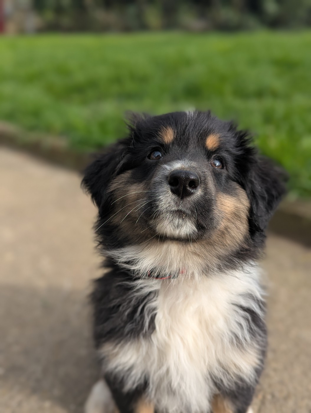 Berger Américain Miniature  - Aux Couleurs De Sépoura