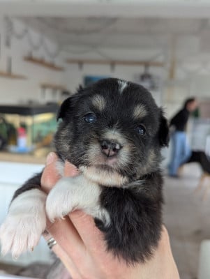 Les chiots de Berger Américain Miniature 