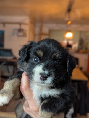 Les chiots de Berger Américain Miniature