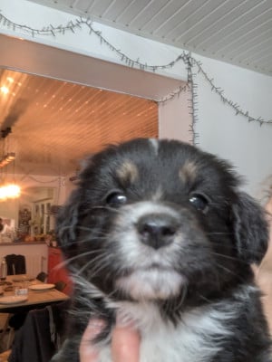 Les chiots de Berger Américain Miniature