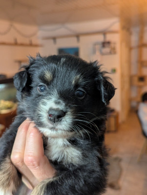 Les chiots de Berger Américain Miniature