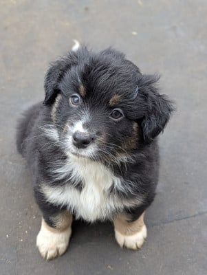 Les chiots de Berger Américain Miniature 