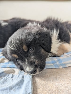 Les chiots de Berger Américain Miniature 