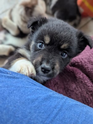 Les chiots de Berger Américain Miniature 