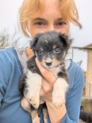 Les chiots de Berger Américain Miniature 