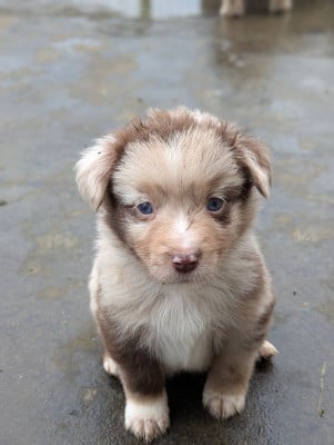 Les chiots de Berger Américain Miniature 