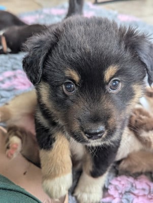 Les chiots de Berger Américain Miniature 