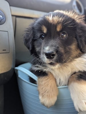 Les chiots de Berger Américain Miniature 
