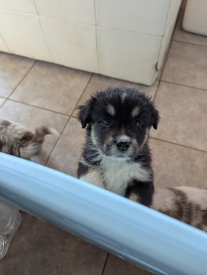 Les chiots de Berger Américain Miniature 