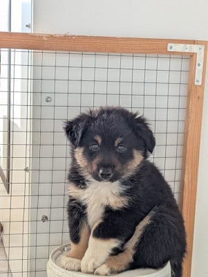 Les chiots de Berger Américain Miniature 