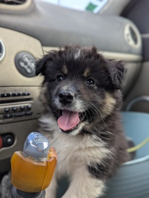 Les chiots de Berger Américain Miniature