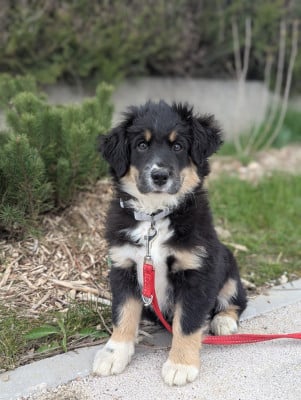 Les chiots de Berger Américain Miniature 