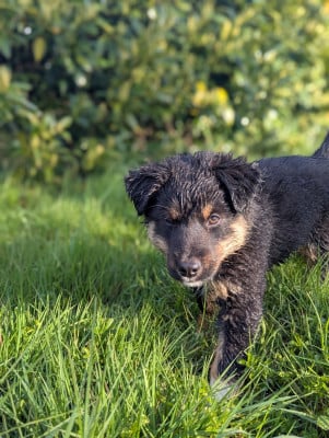 Les chiots de Berger Américain Miniature 