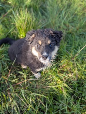 Les chiots de Berger Américain Miniature 