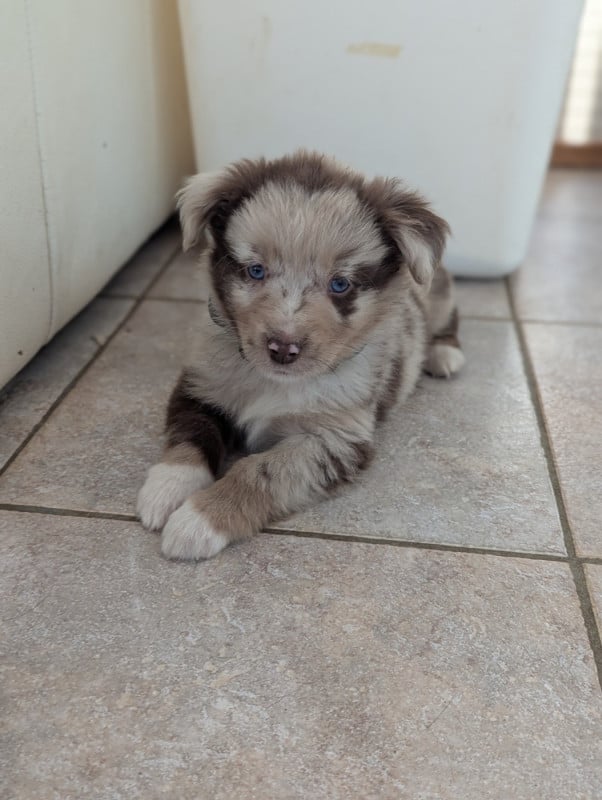 Berger Américain Miniature  - Aux Couleurs De Sépoura
