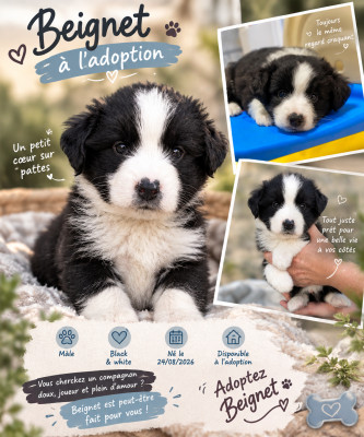 Les chiots de Berger Américain Miniature 