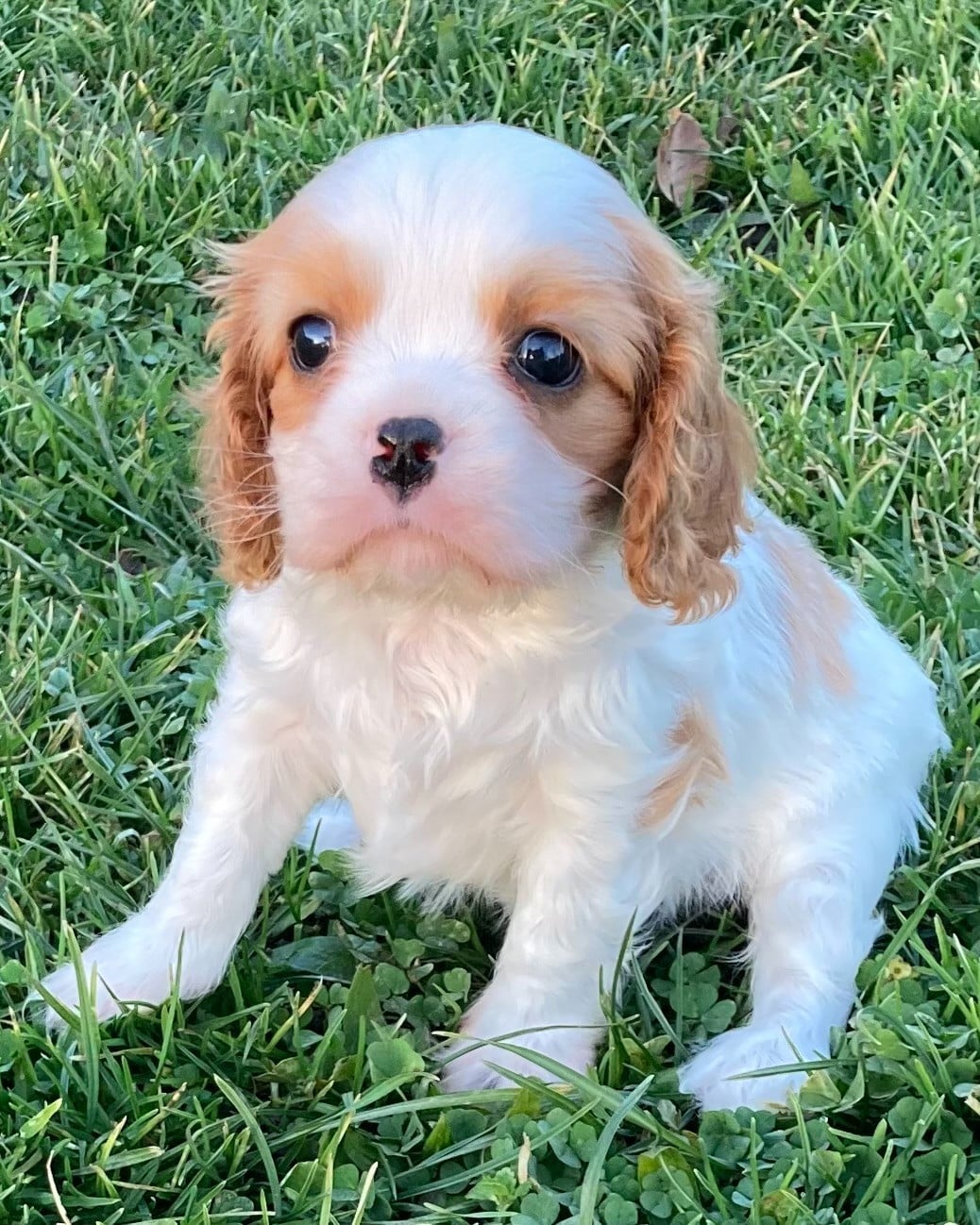 CHIOT 2 - Cavalier King Charles Spaniel