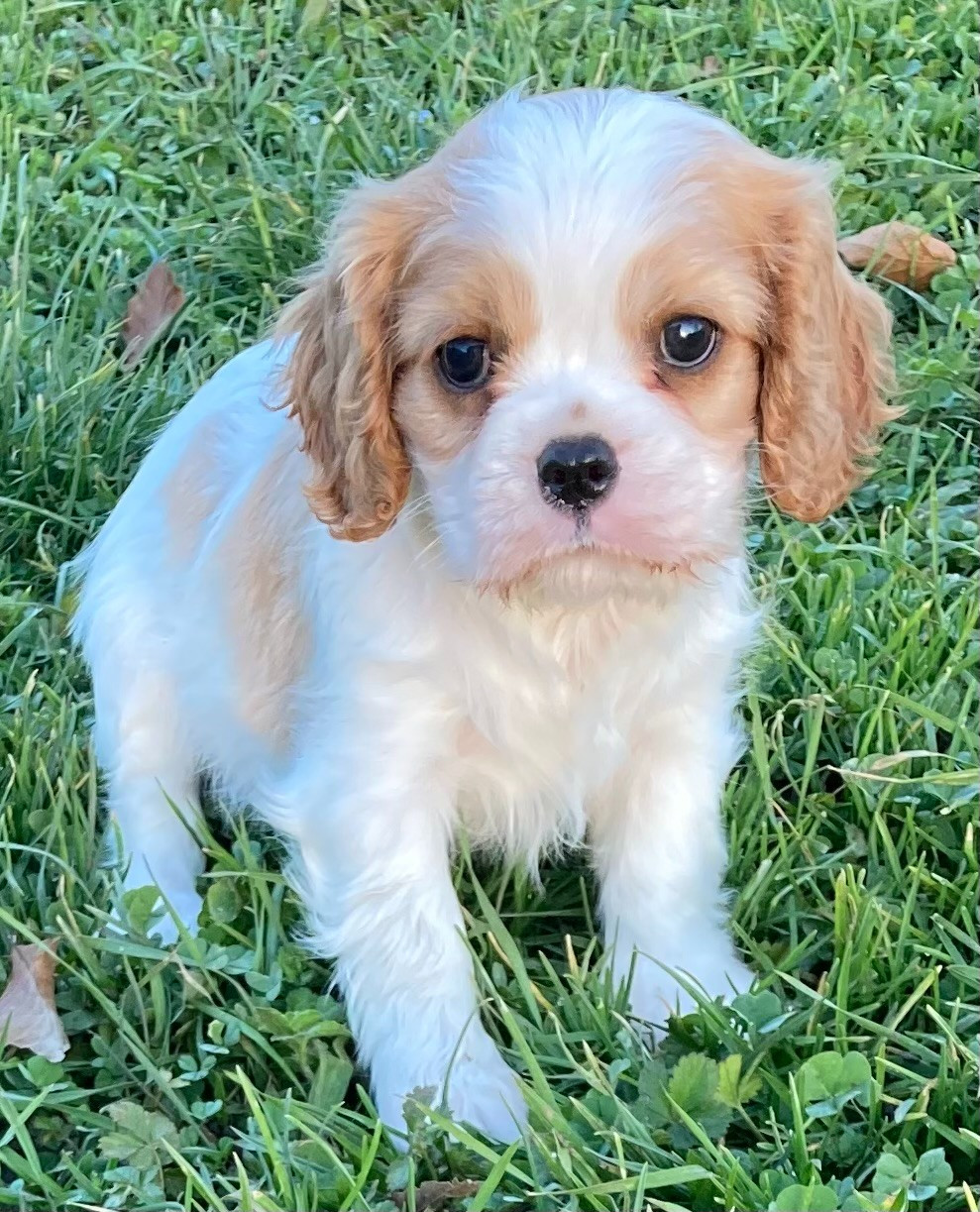 CHIOT 4 - Cavalier King Charles Spaniel