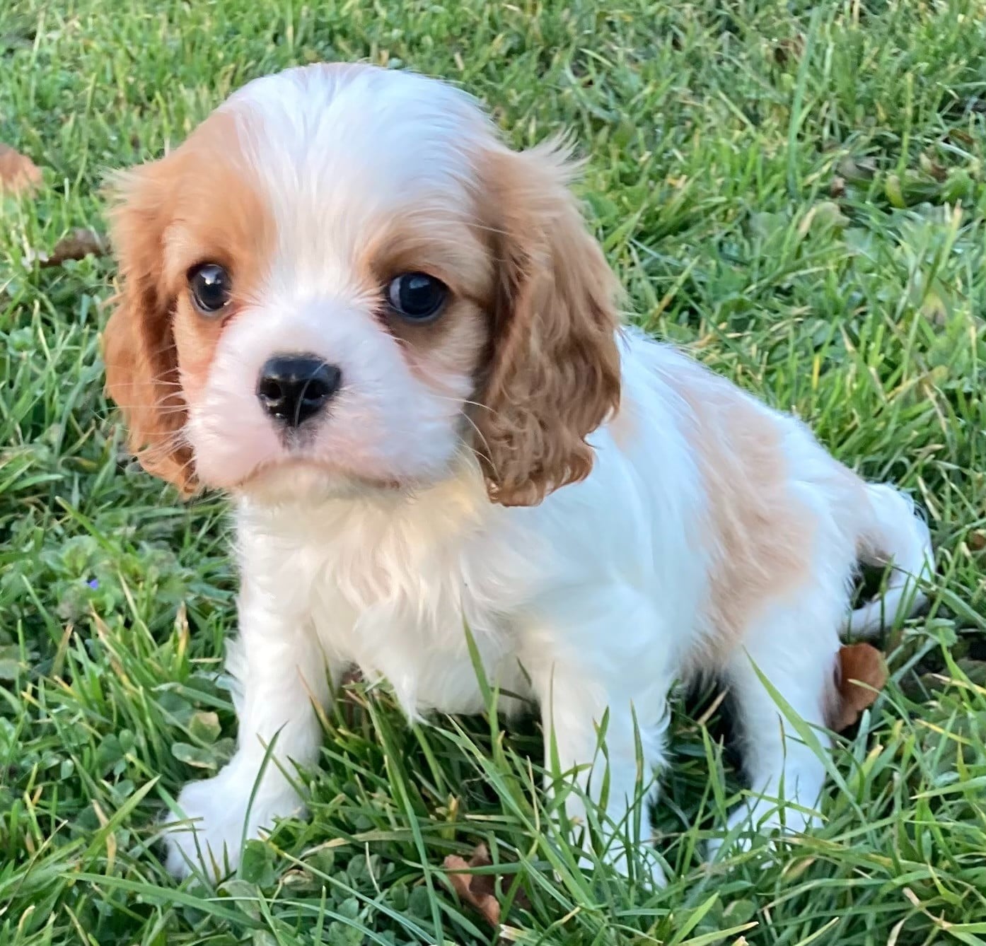 CHIOT 6 - Cavalier King Charles Spaniel