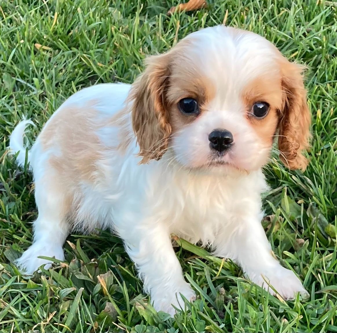 CHIOT 7 - Cavalier King Charles Spaniel