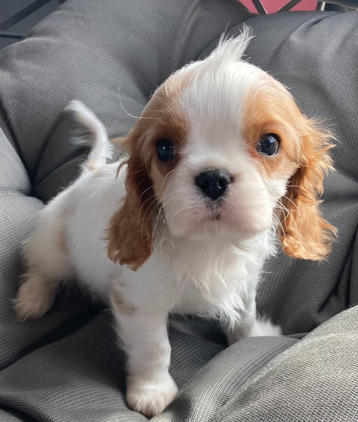 Cavalier King Charles Spaniel - des Collines de Diwan