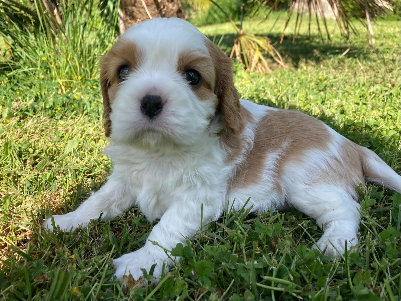 Chiot N°4 - Cavalier King Charles Spaniel