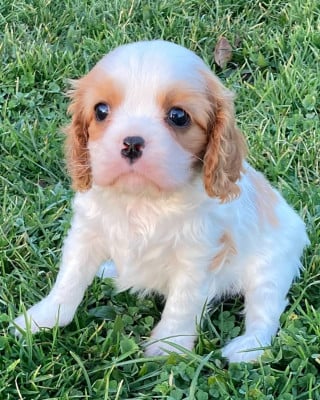 Les chiots de Cavalier King Charles Spaniel