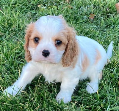 Les chiots de Cavalier King Charles Spaniel