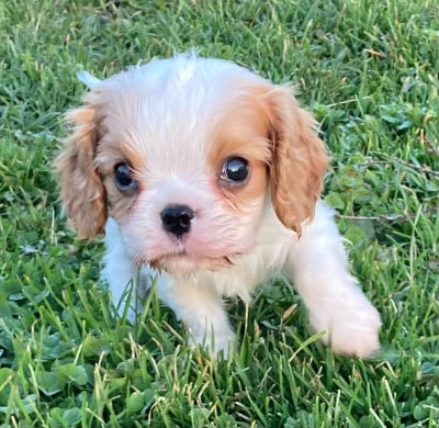 Les chiots de Cavalier King Charles Spaniel