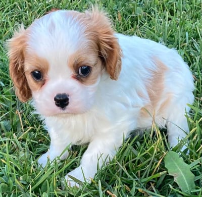 Les chiots de Cavalier King Charles Spaniel
