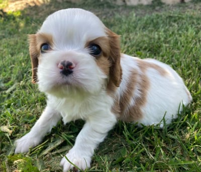 Les chiots de Cavalier King Charles Spaniel