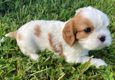 Les chiots de Cavalier King Charles Spaniel