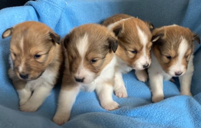 Les chiots de Shetland Sheepdog