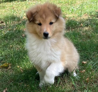 Les chiots de Shetland Sheepdog