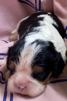 Les chiots de Cavalier King Charles Spaniel