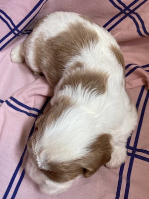 Les chiots de Cavalier King Charles Spaniel