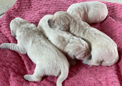 Les chiots de Golden Retriever