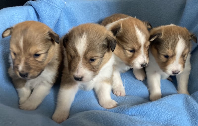 Shetland Sheepdog - des Collines de Diwan