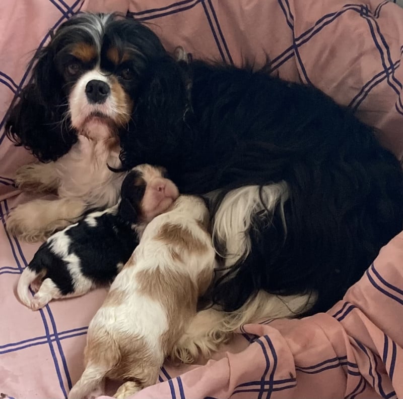 Cavalier King Charles Spaniel - des Collines de Diwan