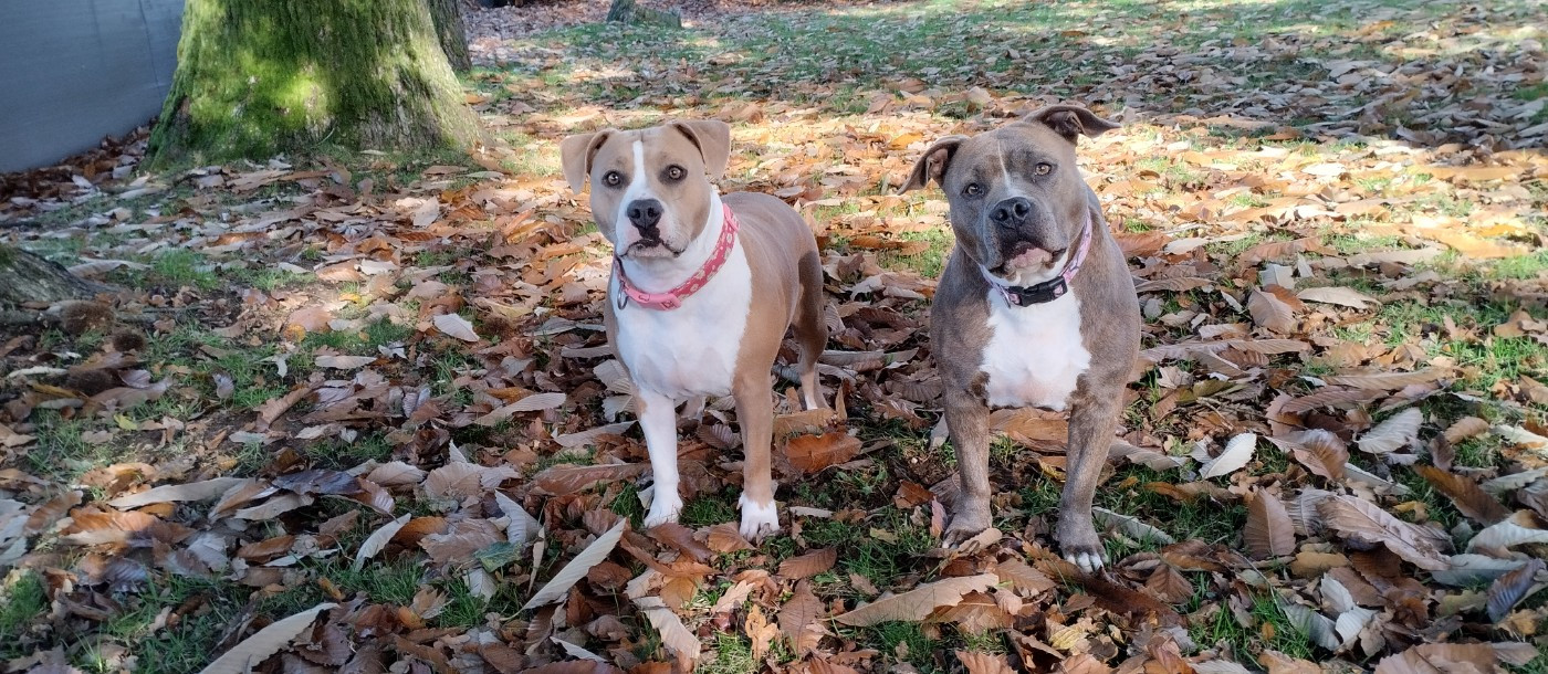 Publication : De La Legende Us De Siberia Auteur : la legende us de siberia