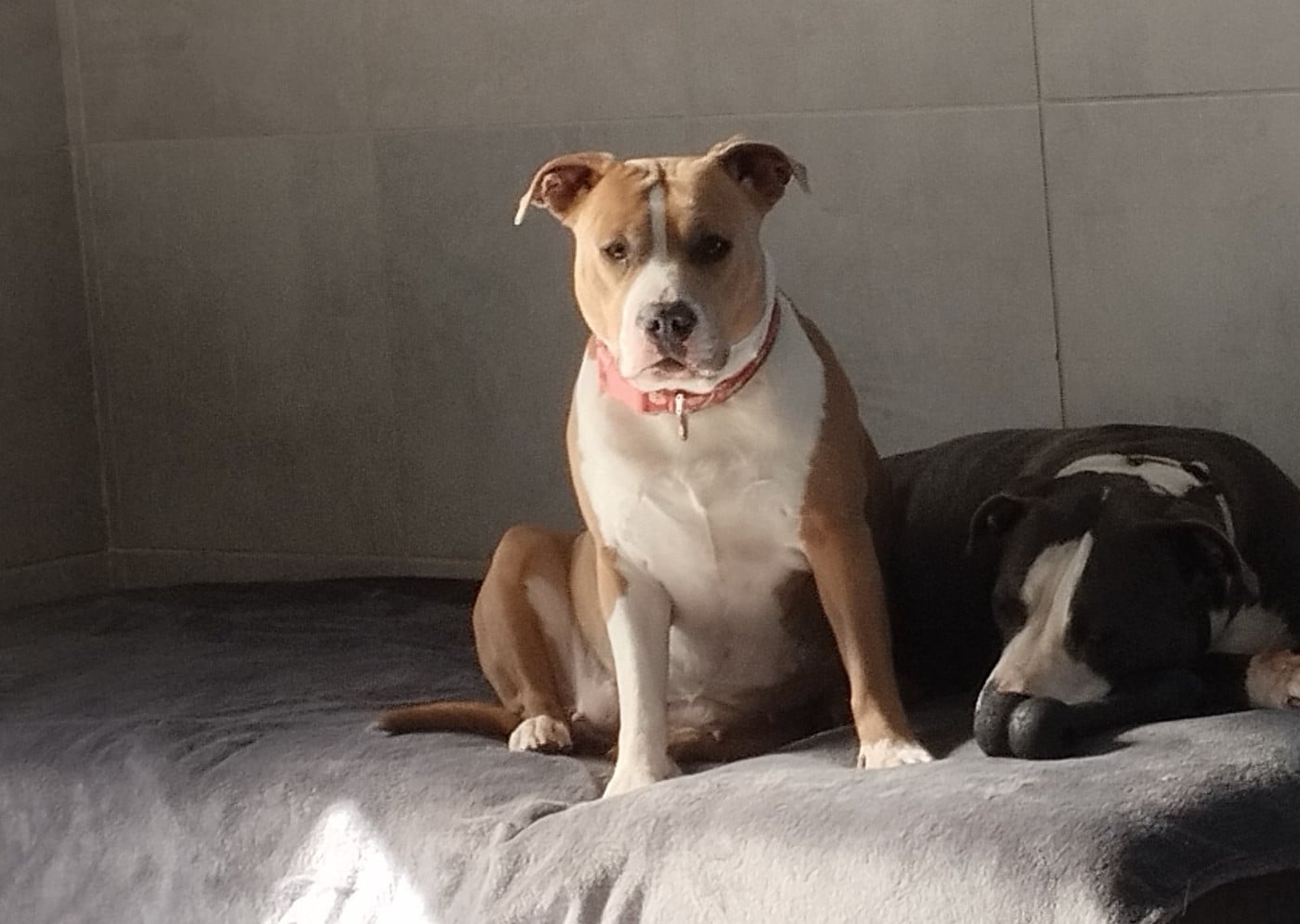 Publication : De La Legende Us De Siberia Auteur : la legende us de siberia