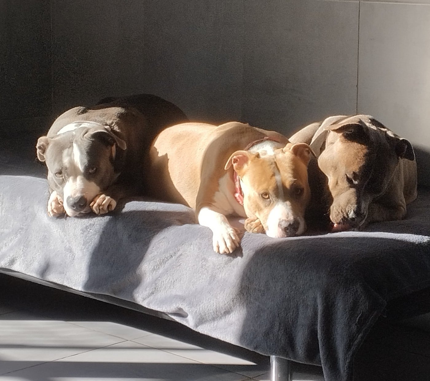 Publication : De La Legende Us De Siberia Auteur : la legende us de siberia