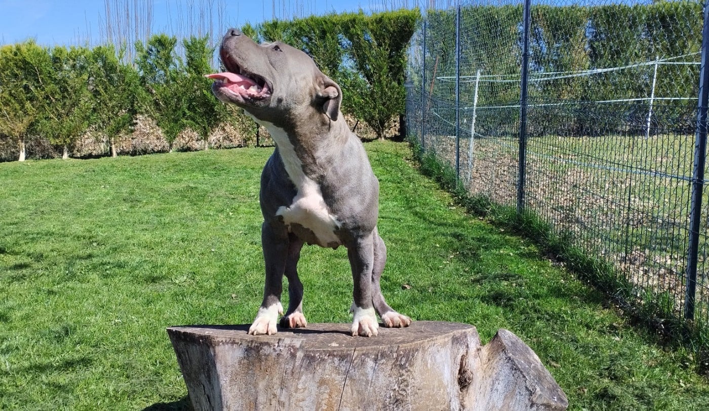Vip revenge dog line family Du Domaine De La Meute Bleu