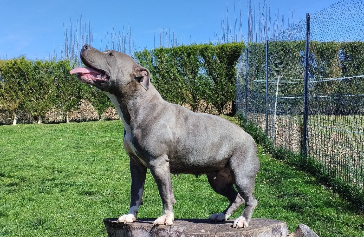 Vip revenge dog line family Du Domaine De La Meute Bleu